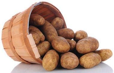 Simply Seed™ - Russet Burbanks - Naturally Grown Seed Potatoes - 5 LBS - Ready for Fall Planting !