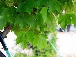 Brandywine Red Maple - 1 Gallon Pot Established Roots - Acer rubrum, Fast Growing Tree, Shade Tree