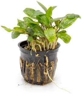SubstrateSource Cryptocoryne Live Aquarium Plants - Freshwater Plant for Aquariums, Planted Fish Tanks - Beginner Friendly (Undulata, 1 Pot (3-5 Plants))