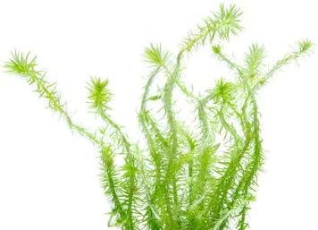 SubstrateSource Live Aquarium Stem Plants - Freshwater Aquatic Plant for Fish Tanks, Aquascaping - (Pearl Weed Hemianthus Micranthemoides, 4 Bunches)