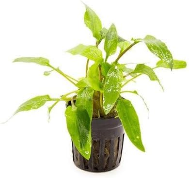 SubstrateSource Cryptocoryne Live Aquarium Plants - Freshwater Plant for Aquariums, Planted Fish Tanks - Beginner Friendly (Wendtii Green, 1 Pot (3-5 Plants))