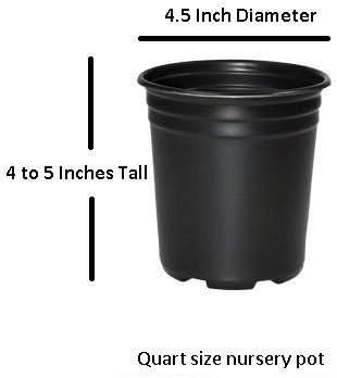 Party Lights Pink Flush Tea Olive ( osmanthus ) - Live Plant - Quart Pot