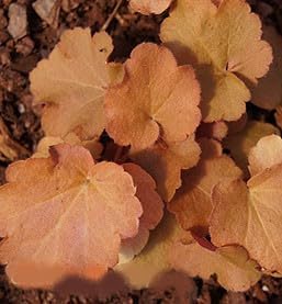 Greenwood Nursery: Live Perennial Plants - Caramel Heuchera + Coral Bells - [Qty: 1x Pint Pot] - (Click for Other Available Plants/Quantities)