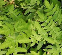 Greenwood Nursery: Live Perennial Plants - Royal Fern + Osmunda Regalis - [Qty: 1x 3.5 Pot] - (Click for Other Available Plants/Quantities)