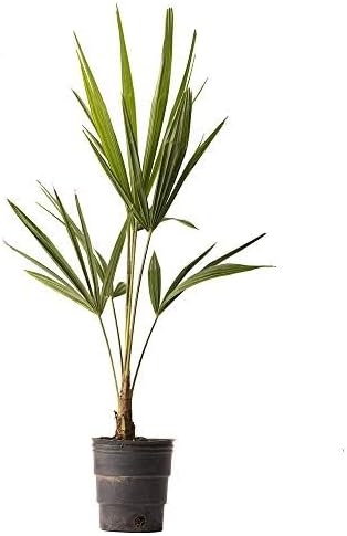 American Plant Exchange Windmill Palm Tree – 4-Inch Pot – Live Cold Hardy Tropical Plant, Drought Tolerant and Easy Care for Outdoor Landscapes, Gardens, or Patio Decor