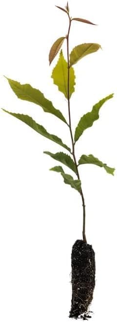 Hardy Fig Bonsai Tree Seedling for Planting - Well Rooted 1 Yr. Seedling