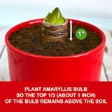 Garden State Bulb Red Double Amaryllis Bulb Gift Kit, 26/28cm, Decorative Planter (Red Ceramic)