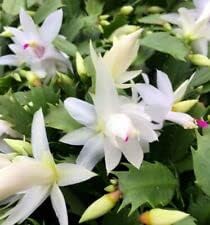 Christmas Cactus White 6" Pot -Zygocactus Plant Seasonal