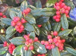 Burfordi Holly | 1 Large Gallon Size Plant | Ilex Cornuta | Fast Growing Evergreen Shrubs, Privacy Hedge Plants, Dark Green Foliage, Low Maintenance Landscaping, Ideal for Hedges and Borders