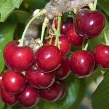 Dwarf Bing Cherry Tree Seeds, Sweet Edible Fruit, 10 Seeds, Container Growing.Limited Supply Order Now!