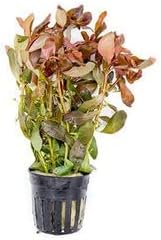 SubstrateSource Live Aquarium Red Stem Plants - Freshwater Aquatic Plant for Fish Tanks, Aquascaping - (Cabomba Piauhyensis Red, 4 Bunches)