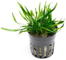 SubstrateSource Cryptocoryne Live Aquarium Plants - Freshwater Plant for Aquariums, Planted Fish Tanks - Beginner Friendly (Lucens, 1 Pot (3-5 Plants))
