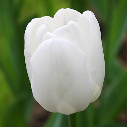 PIM Fortuyn Triumph Tulip Flower Bulbs - 10 Bulbs per Pack - Good as Cut Flowers - Good for Indoor Forcing - Easy to Grow Live Plants - Outdoor Garden
