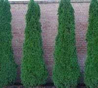 Emerald Arborvitae Evergreen - Live Plant Shipped 1 to 2 Feet Tall by DAS Farms (No California)
