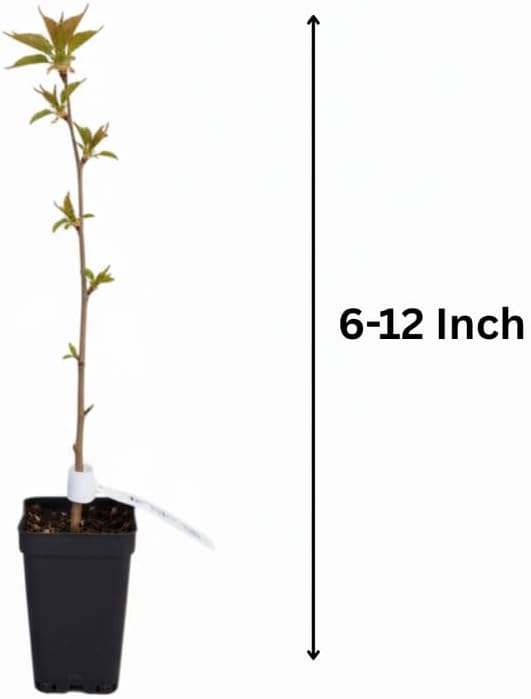 Cherry Blossom Tree, Light Pink Cherry Tree Live Plant, 6-12 Inch Tall in 2.5 Inch Pot, Dormant in Winter