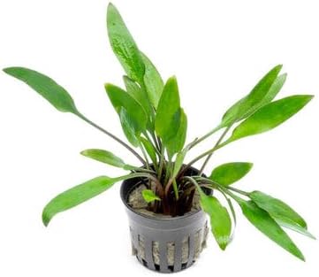 SubstrateSource Cryptocoryne Live Aquarium Plants - Freshwater Plant for Aquariums, Planted Fish Tanks - Beginner Friendly (Lutea, 3 Pots (15-20 Plants))