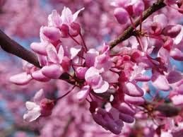 TriStar Plants - Eastern Redbud Tree, 1 Gallon Pot -