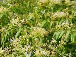 3 Winter Honeysuckle Lonicera in 4" pots Beautiful Fragrant Climbing Plant! Attracts Butterflies and Hummingbirds!