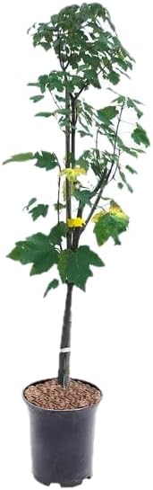 Red Maple Tree, Fast Growing Shade Tree with Fall Color, 1 Gallon Nursery Pot | Arbor Day Foundation (Due to Agricultural Laws, Unavailable to CA or AZ)