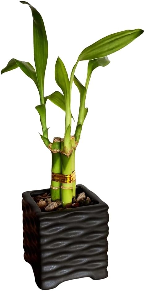 Coop & Harp 3-Stalk 4" Lucky Bamboo Live Indoor Plant with Ceramic Cube Textured Vase, Live Indoor Lucky Bamboo for Home, Office and Gift (Cube Black)