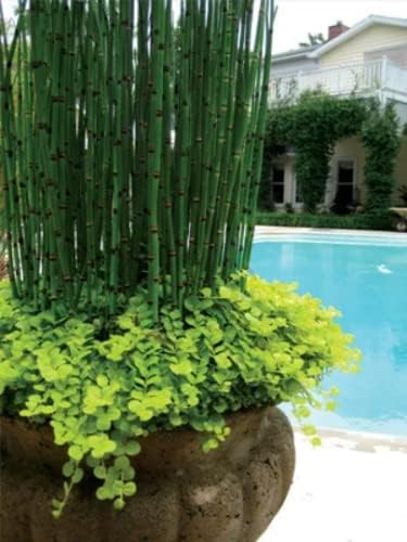 Horsetail Grass in a 4 inch containers (15)