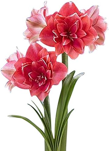Double Dream Amaryllis - Bare Root Bulb - 28-30 cm