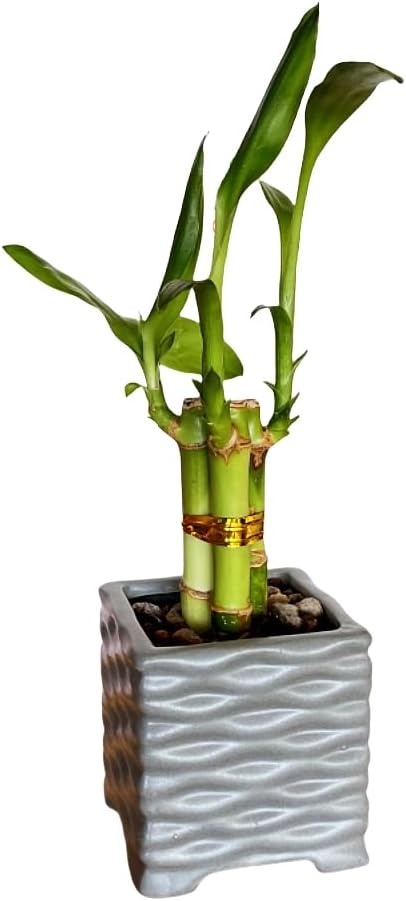 Coop & Harp 3-Stalk 4" Lucky Bamboo Live Indoor Plant with Ceramic Cube Textured Vase, Live Indoor Lucky Bamboo for Home, Office and Gift (Cube Gray)