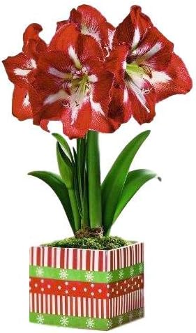 Easy to Grow Amaryllis 'Minerva' Pre-Planted Bulb Indoor Gift Kit in a Holiday Decor Square - Red & White Flowering Blooms in 4 to 8 Weeks