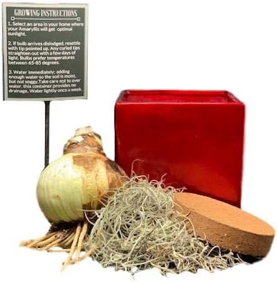 Easy to Grow Amaryllis 'Minerva' Pre-Planted Bulb Indoor Gift Kit in a Red Square - Red & White Flowering Blooms in 4 to 8 Weeks