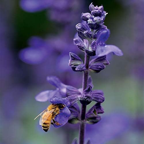 Park Seed Big Blue Salvia Seeds, First Interspecific Blue Sage from Seed, Nonstop Blooms Without Deadheading, Heat and Pollinator Friendly, Pack of 10