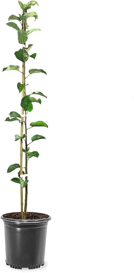 Fuji Apple Tree, 1 Gallon Live Nursery Pot - Sweet, Crisp Fruit | Arbor Day Foundation (Due to Agricultural Laws, Unavailable to CA, WA or AZ)