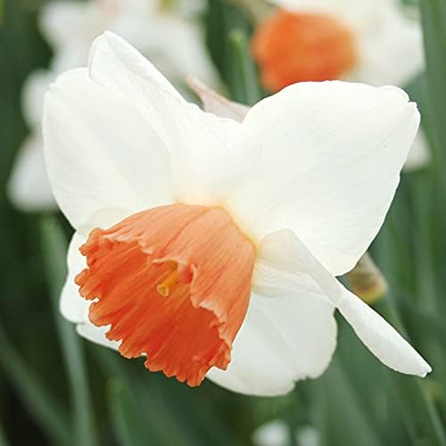 Geranium Tazetta Daffodil Flower Bulbs - 10 Bulbs per Pack - Pleasantly Scented - Deer Resistant - Good as Cut Flowers - Grows Indoors - Grows Well in Containers - Perennializing - Grow Live Plants