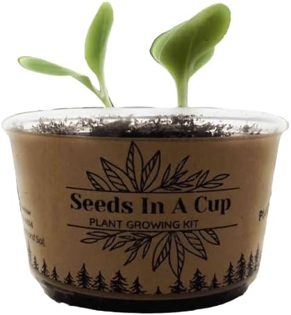 Apricot Tree | Seed Starter Grow Kit | Seeds In A Cup®