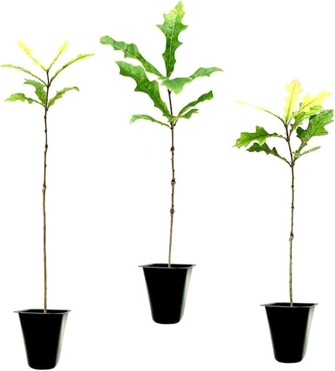 Overcup Oak Tree | 20 Live Seedlings | Quercus Lyrata | Ideal for Landscaping & Shade | Long-Lasting & Resilient Plant