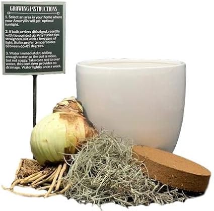 Easy to Grow Amaryllis 'Minerva' Pre-Planted Bulb Indoor Gift Kit in a White Pot - Red & White Flowering Blooms in 4 to 8 Weeks