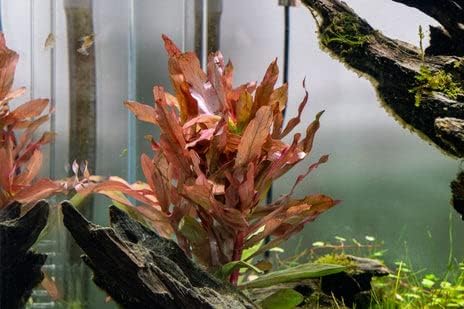 SubstrateSource Live Aquarium Stem Plants - Freshwater Aquatic Plant for Fish Tanks, Aquascaping - (Hydrocotyle Leucocephala Variegated, Pot)