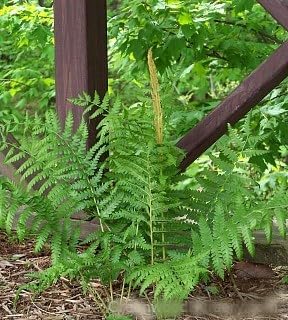 Greenwood Nursery: Live Perennial Plants - Cinnamon Fern + Osmundastrum Cinnamomeum - [Qty: 1x Pint Pot] - (Click for Other Available Plants/Quantities)