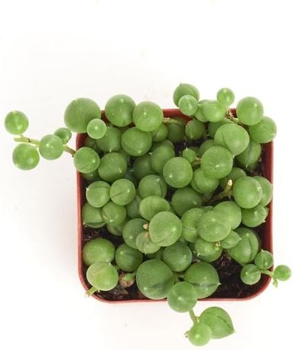 Shop Succulents String of Pearls Succulent Pack - Live 2" Senecio Rowleyanus Plants, Unique Trailing Variety for Hanging Planters & Gifts - Easy Care Indoor Houseplant, Pack of 1
