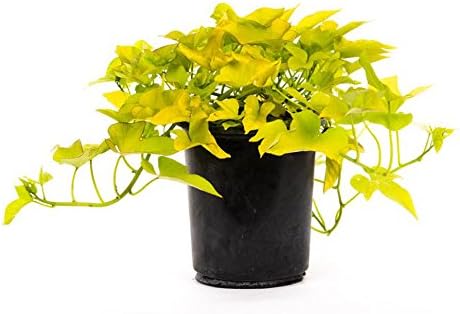 American Plant Exchange Lime Sweet Potato Vine – 6-Inch Pot – Live Trailing Foliage Plant, Fast-Growing Ornamental Vine for Hanging Baskets, Patio Containers & Garden Borders