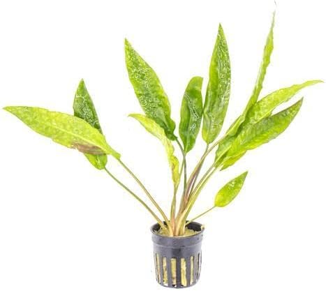 SubstrateSource Cryptocoryne Live Aquarium Plants - Freshwater Plant for Aquariums, Planted Fish Tanks - Beginner Friendly (Undulata, 1 Pot (3-5 Plants))