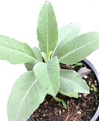 Organic White Sage (Salvia apiana) Plant in 2.5-inch Pot by Smoke Camp Crafts - Herb for Smudging and Purification - Make Your own Smudge Sticks