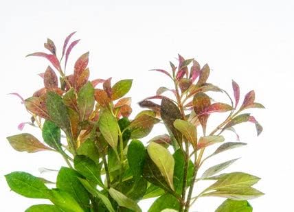 SubstrateSource Live Aquarium Stem Plants - Freshwater Aquatic Plant for Fish Tanks, Aquascaping - (Nesaea Pedicellata Golden, 1 Bunch)
