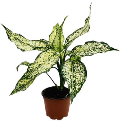 Aglaonema Snow White, Spring Snow, Live Plant in a 4 Inch Growers Pot, Live Indoor, Easy to Grow, Easy to Care, and Low Maintenance Houseplant,White Plants
