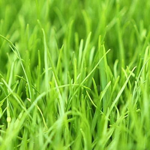 Annual Ryegrass Seeds for Planting - Premium Quality Rye Grass (1/2 Pound)