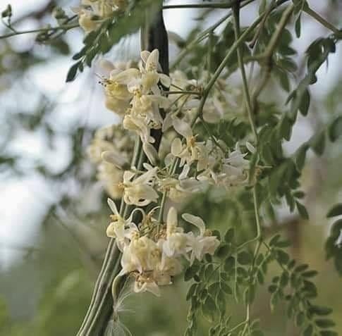 Moringa Tree Seedling Live Moringa Plant with Moringa Seeds Malunggay Sahijan Drumstick Tree Moringa Oleifera