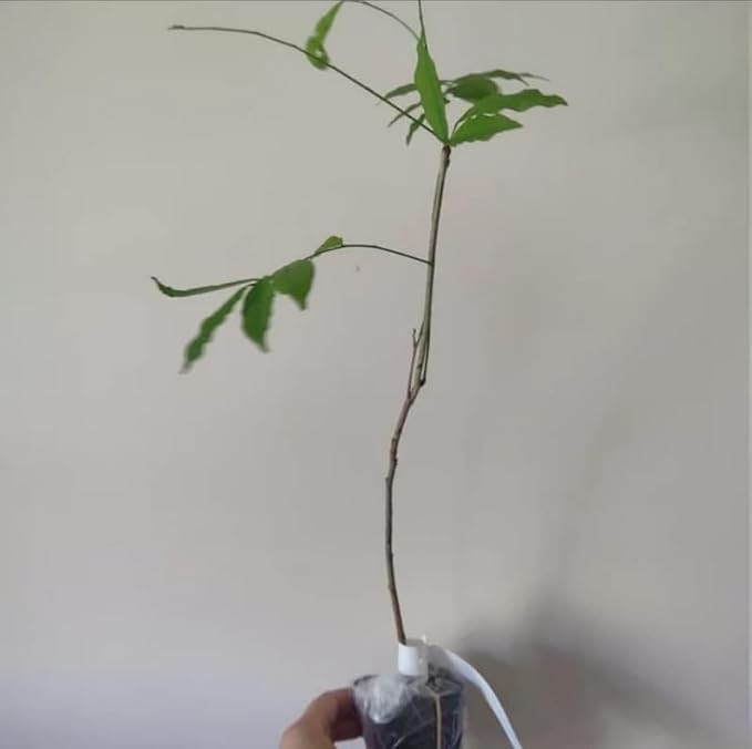 5 Blue Flowering Chinese Wisteria Vines - 6-12" Tall Live Plants - Wisteria Seedlings - Wisteria sinensis - (5 Pack)