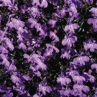 Park Seed Lobelia Flower Plant Seeds, Easy to Grow, Perfect for Spring Garden, Crystal Palace, Pack of 20