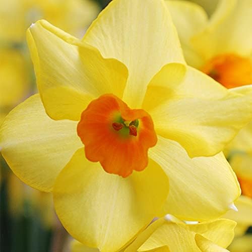 Martinette Daffodil Flower Bulbs - 5 Bulbs per Pack - Pleasantly Scented - Deer Resistant - Good as Cut Flowers - Grows Well in Containers - Perennializing