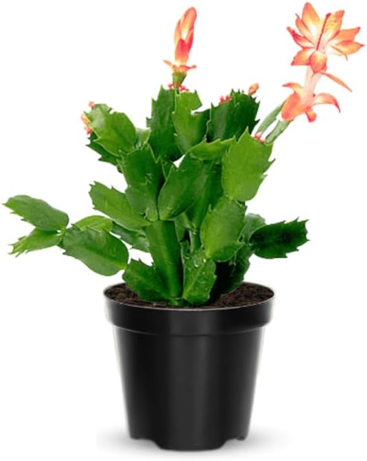 2 Christmas Cactus Plants Live, Starter Holiday Thanksgiving Cactus Plant for Indoor Outdoor Houseplants, Fasle Easter Cactus Plants Like, Cold Hardy, 5-9" in Tall, No Pot (Salmon)