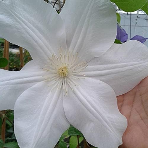 Candida Clematis Vine - Live Plant in a 4 Inch Growers Pot - Clematis 'Candida' - Starter Plants Ready for The Garden - Bold and Beautiful Purple Flowering Vine